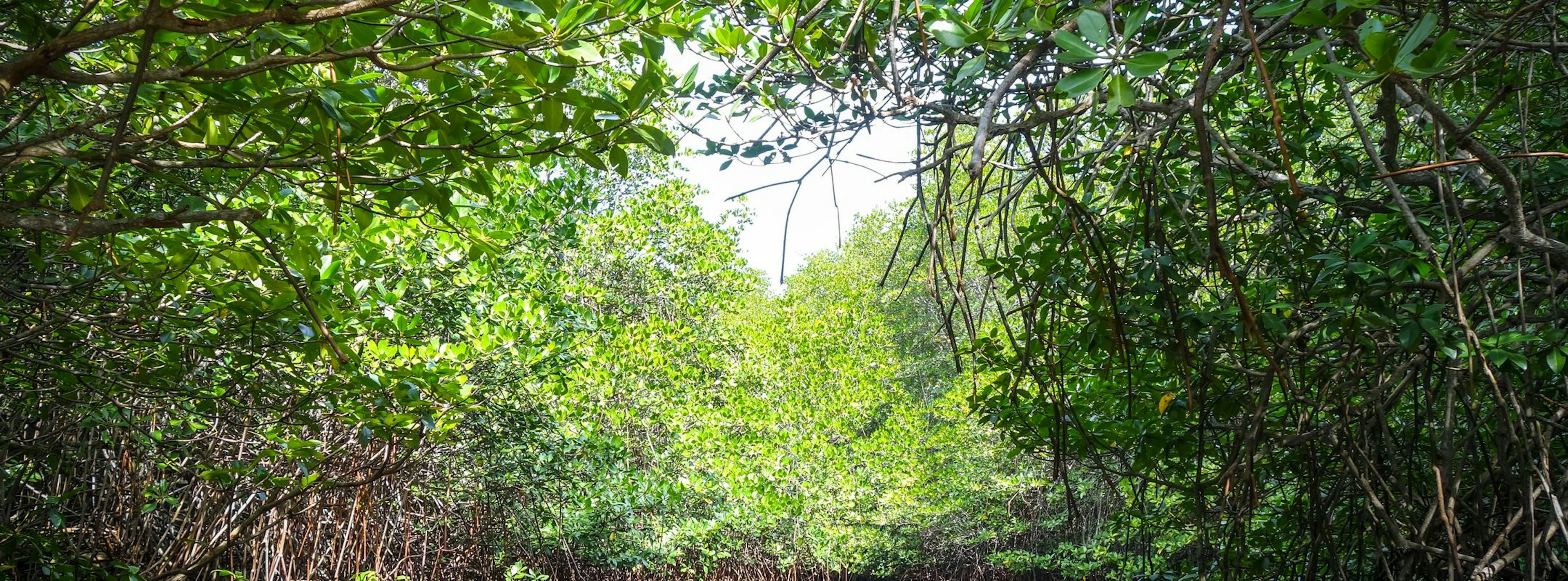Mangrove in Nusa Lembongan island, Bali, Indonesia