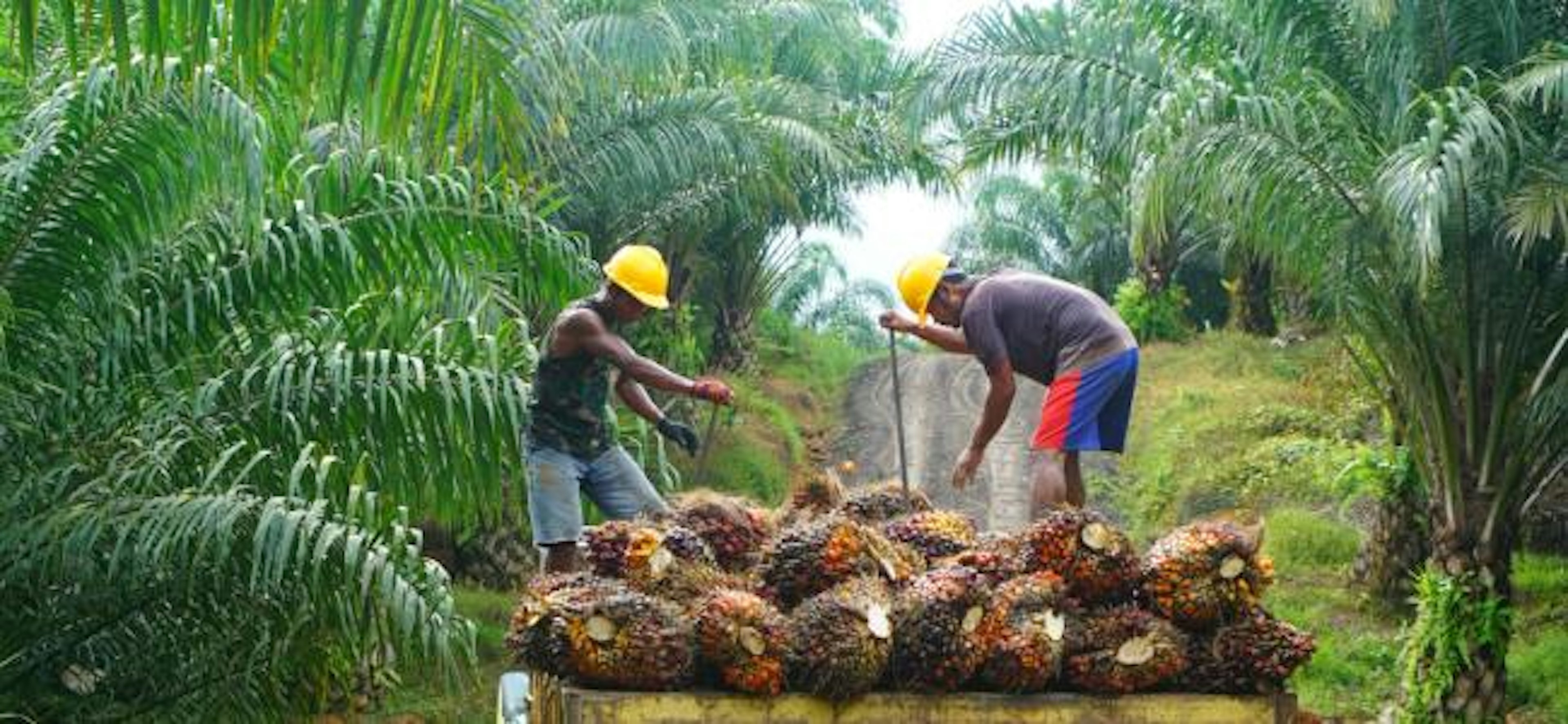 Workers harvesting palm fruit in Indonesia // First Resources, Shutterstock