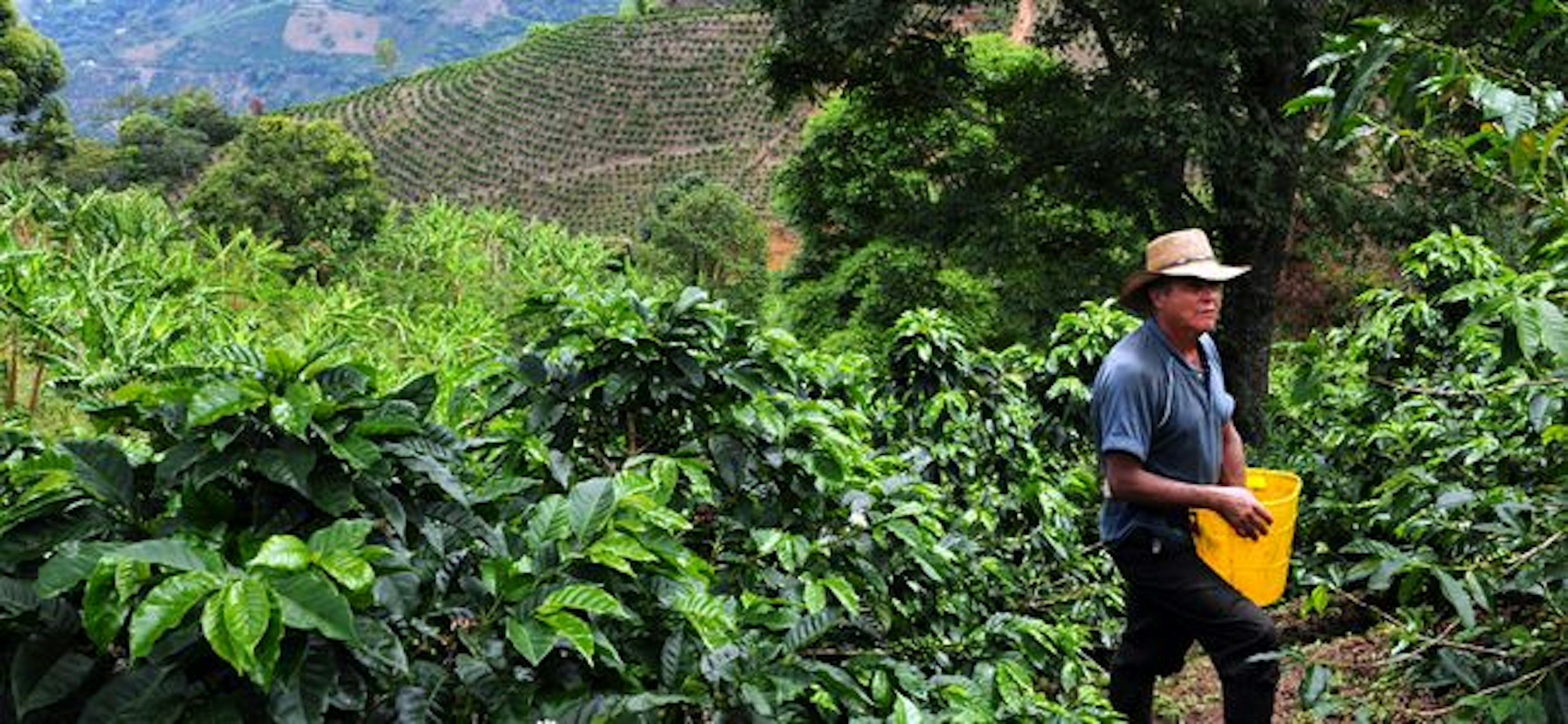 Worker harvesting coffee beans, Colombia